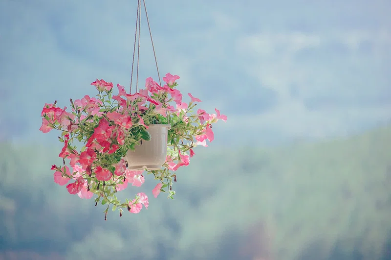 Creating a Gorgeous Hanging Basket: A Guide to Choosing the Perfect Flowers