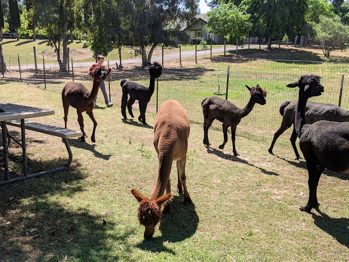 Alpacas All Around: A Charming Experience in Loomis, California