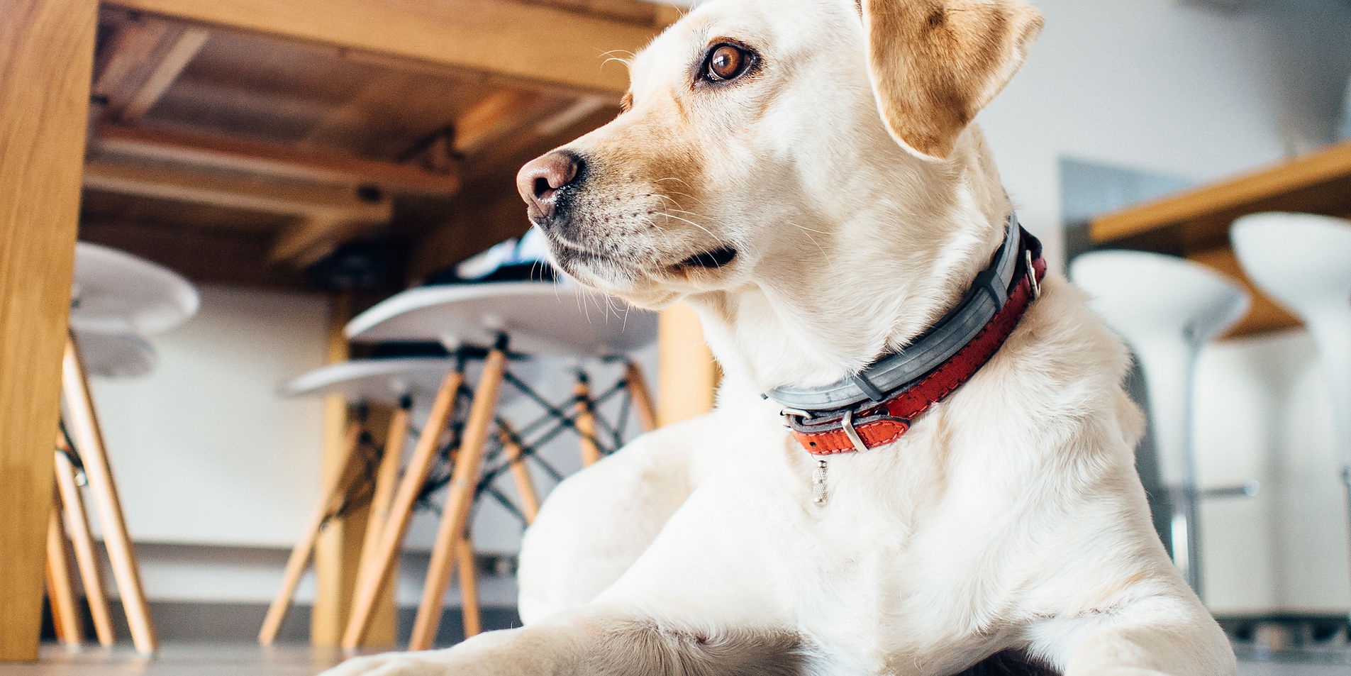 Golden greetings await your furry friends at Loomis Bed and Biscuit Inn, ensuring a loving and warm welcome.