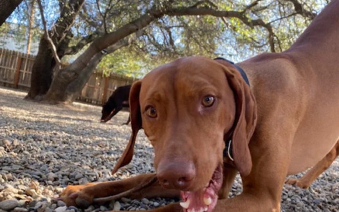 Loomis Bed and Biscuit Inn: Where Pets Roam Free and Loved