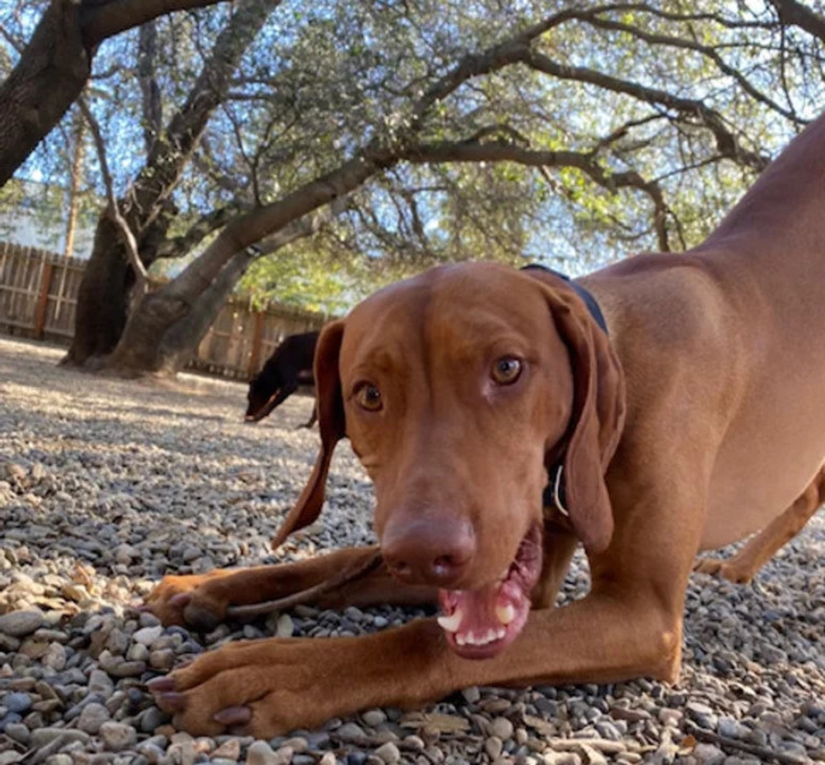 Loomis Bed and Biscuit Inn: Where Pets Roam Free and Loved