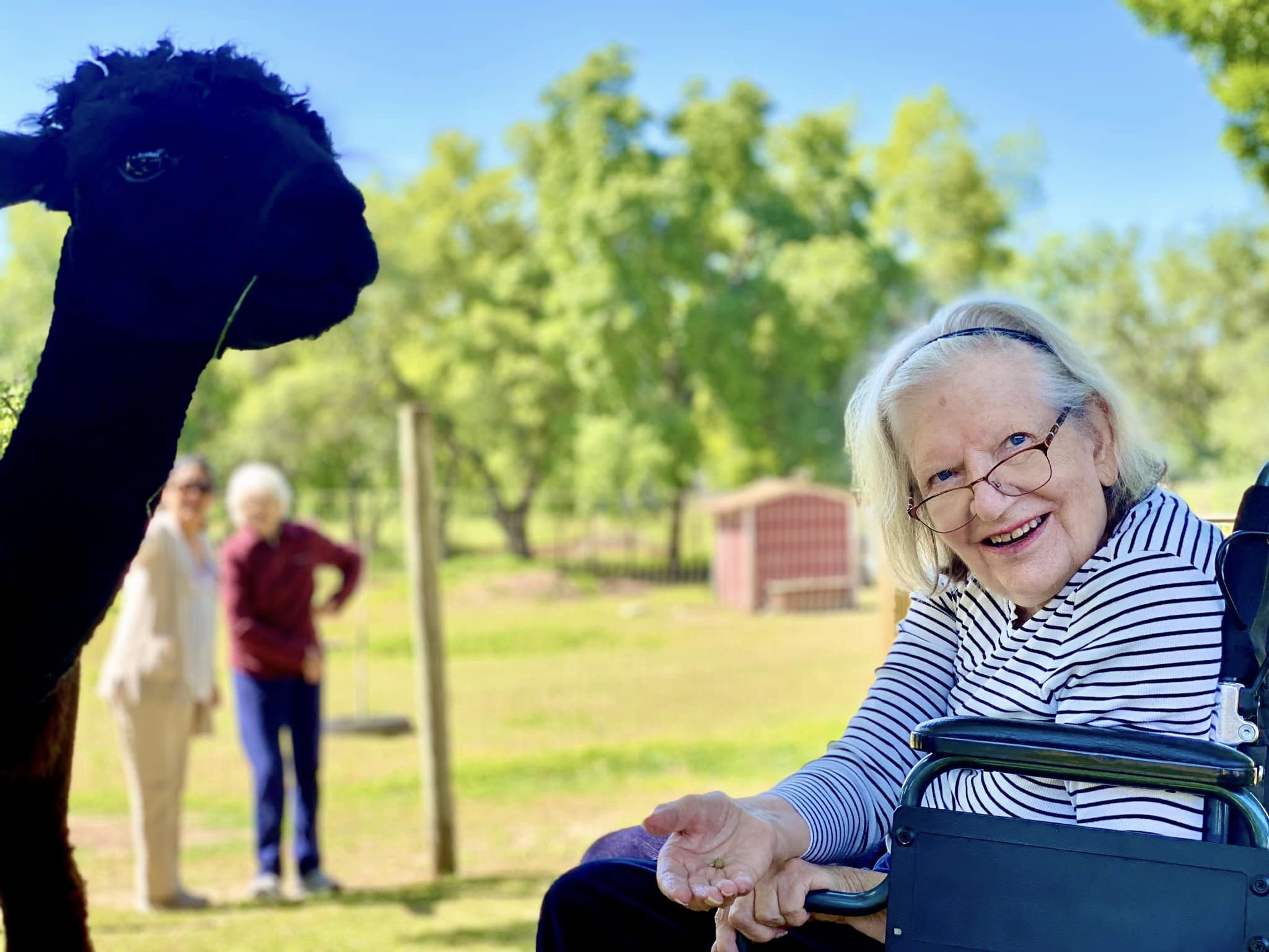 A Granny enjoying her time at Loomis Alpacas.