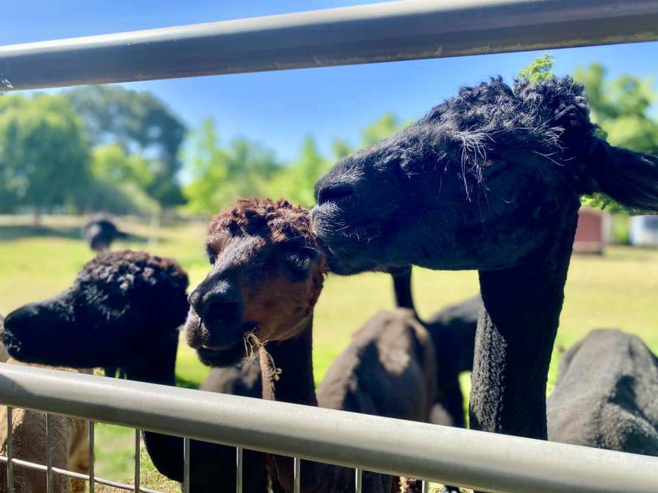 Alpacas at Loomis Alpacas, Loomis California