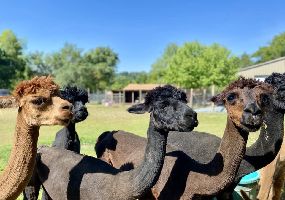 Loomis Alpacas: An Escape into the World of Fluff