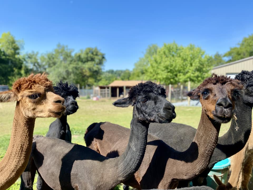 Loomis Alpacas at Loomis, California