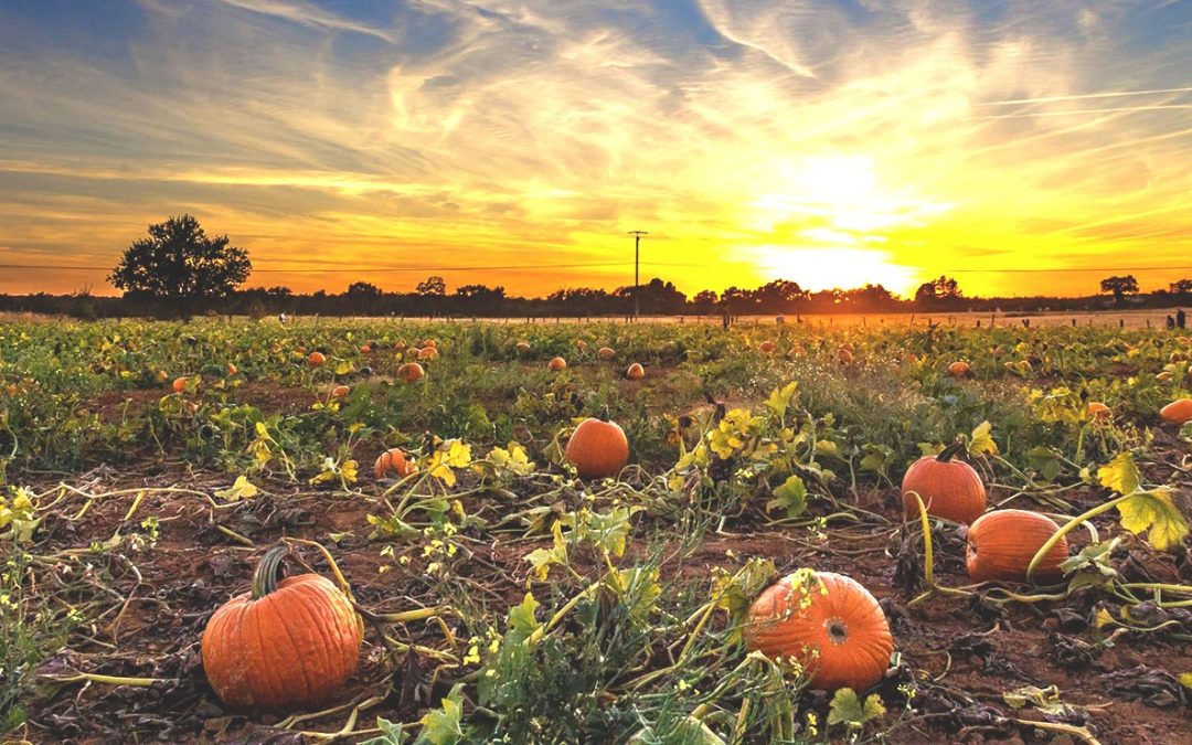 Apple Orchards and Cider Mills: A Fall Adventure at Bishop’s Pumpkin Farm