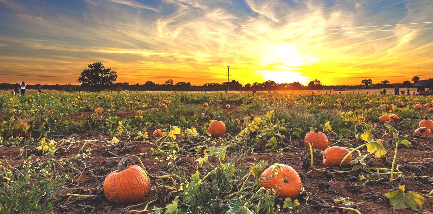 Apple Orchards and Cider Mills: A Fall Adventure at Bishop's Pumpkin Farm