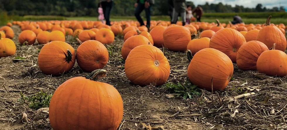 Halloween: Pumpkin Perfection at Solstice Farms