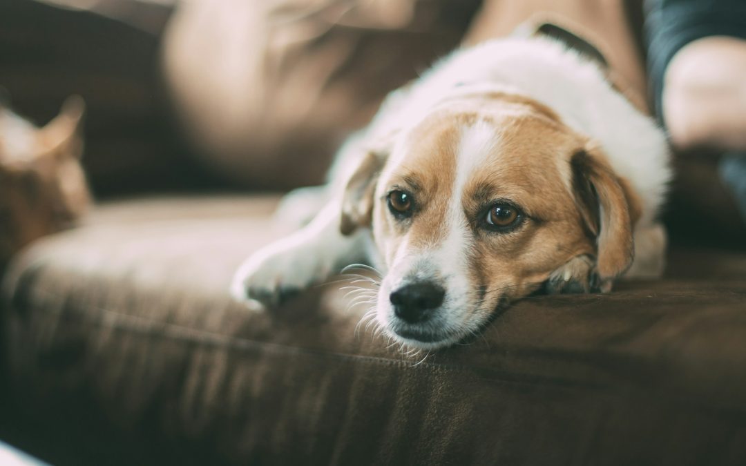 Read to a Dog: A Pawsitively Fun Program at Loomis Library