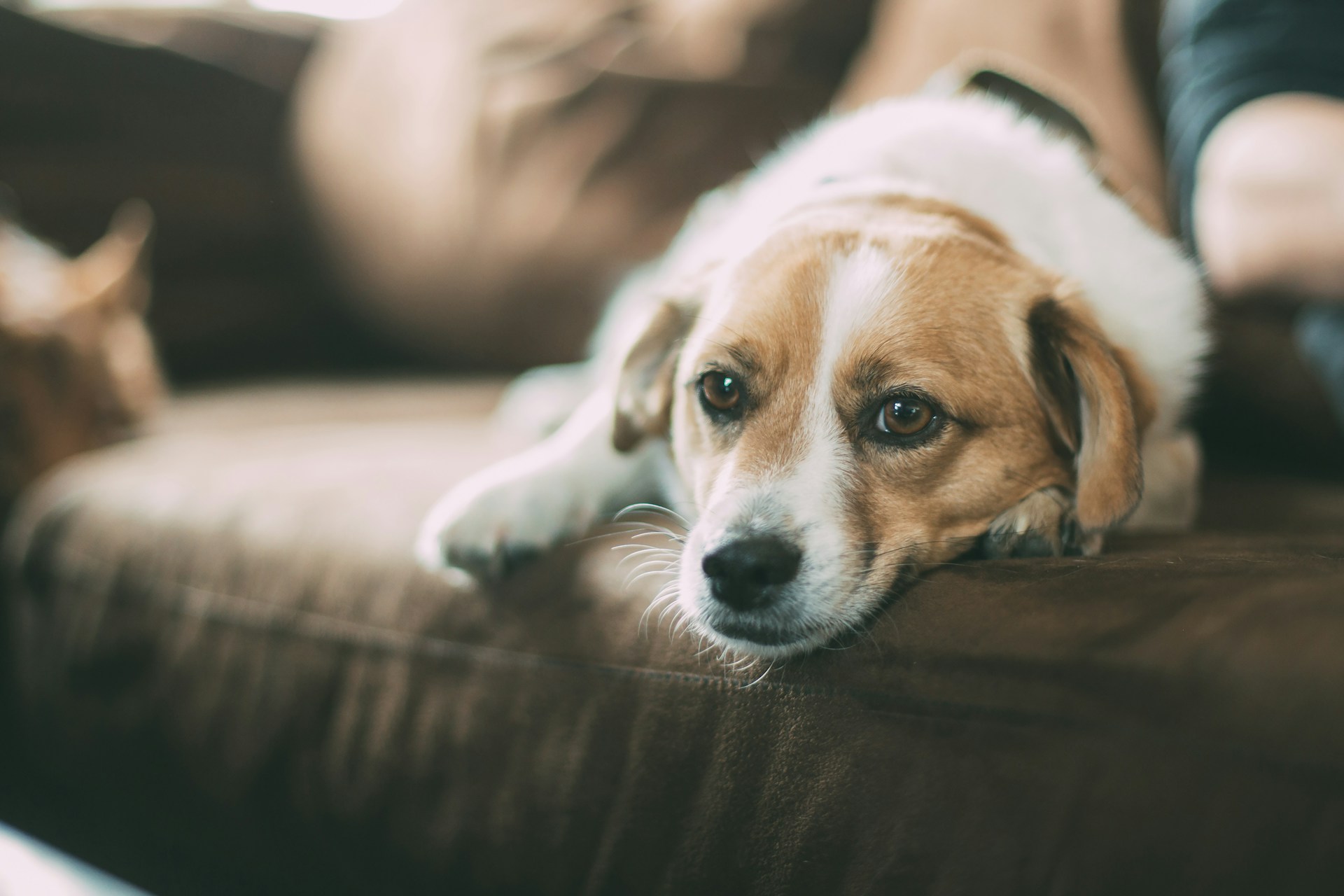 Read to a Dog: A Pawsitively Fun Program at Loomis Library